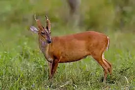 Sommerhus i naturen med ro, pejs og have