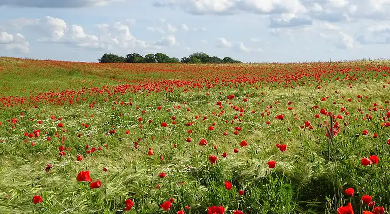 Holiday home in Slagelse