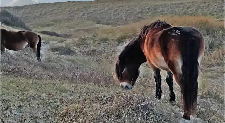 Ferienhaus in Broek op Langedijk