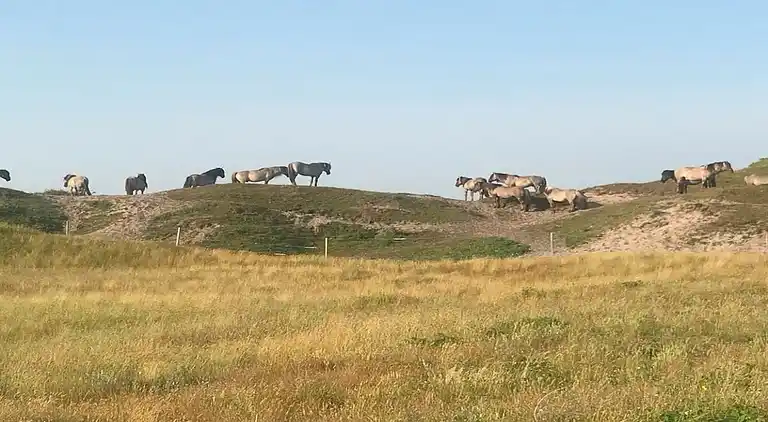 Bungalow in De Cocksdorp