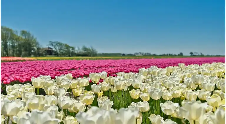Ferienhaus in Broek op Langedijk