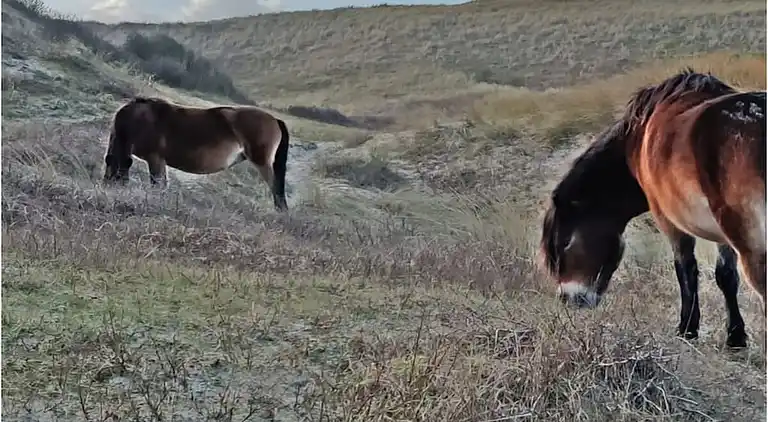 Ferienhaus in Broek op Langedijk
