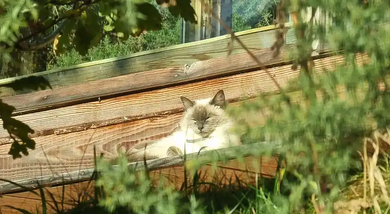 Luxuriöse walisische Holzhütte