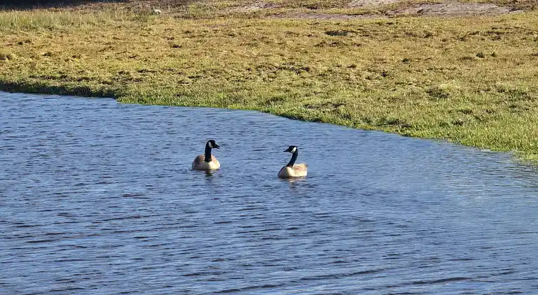 Luxuriöse walisische Holzhütte