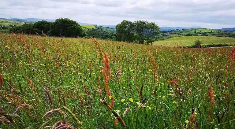 Luxuriöse walisische Holzhütte