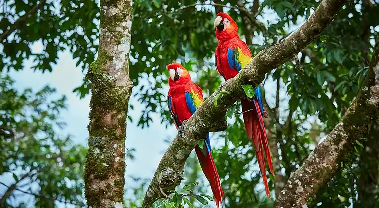 Semesterbostad i Tárcoles