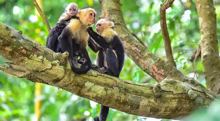 Semesterbostad i Tárcoles