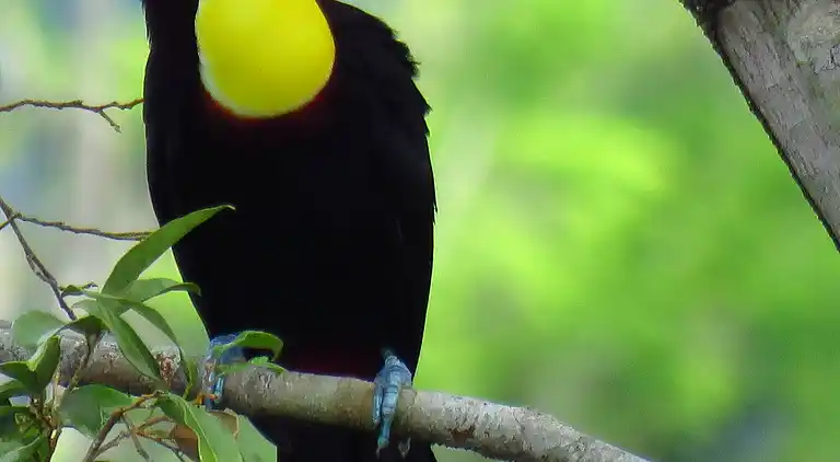 Semesterbostad i Tárcoles