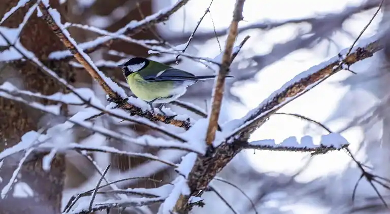 Ferienwohnung in Medraz