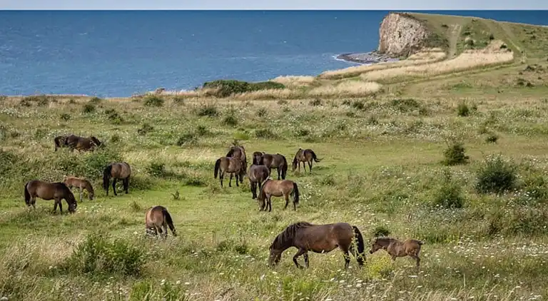 Hyggeligt byhus i hjertet af skønne Bagenkop