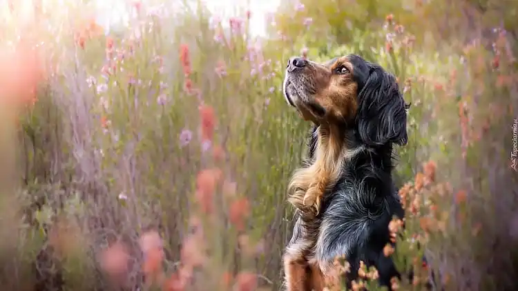 Sommerhus i Giżycko