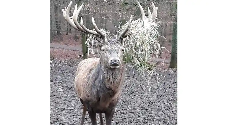 Holiday home in Lutzerath