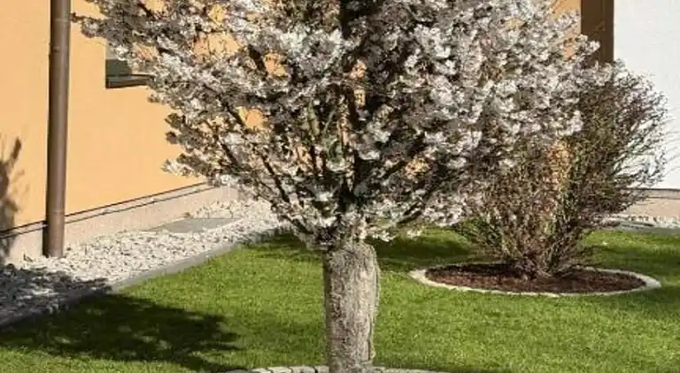 Apartment in Feldberg