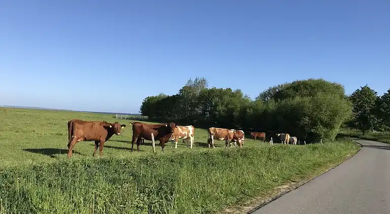 Holiday home in Wackerballig