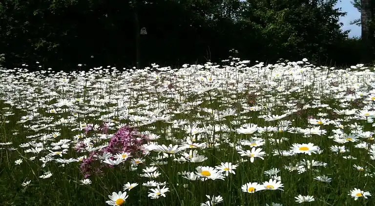 Holiday home in Wackerballig