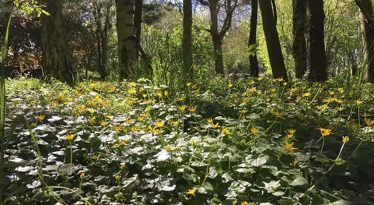 800m til strand,  strøm og vand inkl. 