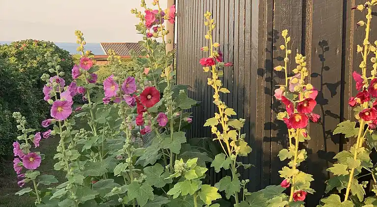 Charmerende sommerhus med udsigt til Østersøen