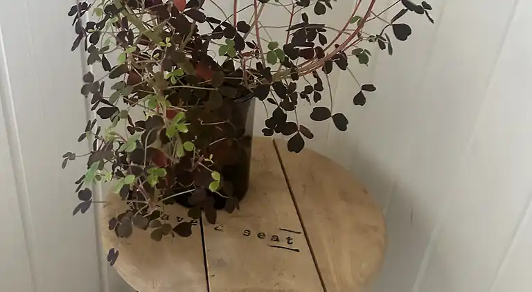 Hyggeligt sommerhus med plads til leg for alle 