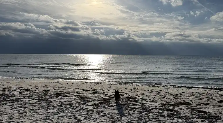 Hyggeligt og moderne sommerhus midt i skoven