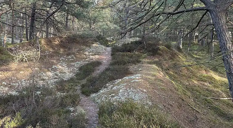 Hyggeligt og moderne sommerhus midt i skoven