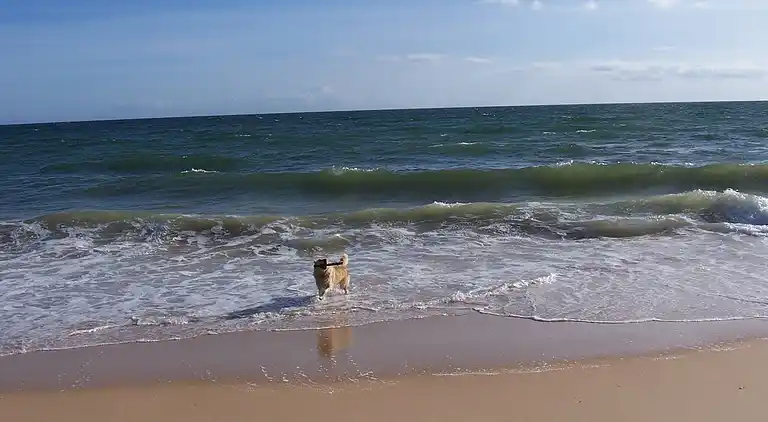 Villa Monte Alegrete mit Blick zum Meer