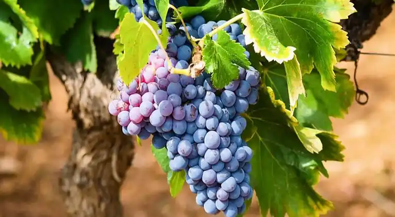 Ferienwohnung in Coudons