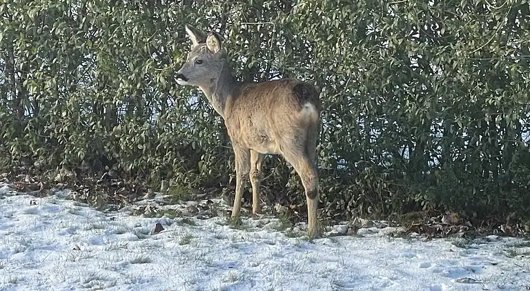 Schönes Ferienhaus in der Nähe von Strand u. Wald