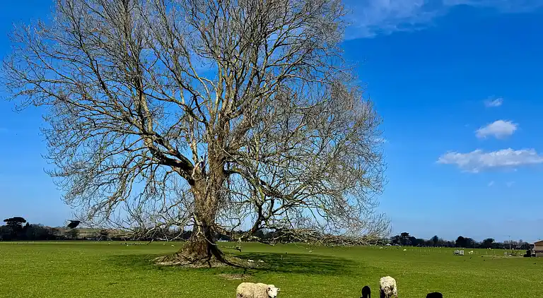 Cosy Farm Cottage on the Ring of Kerry