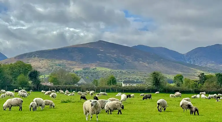 Cosy Farm Cottage on the Ring of Kerry