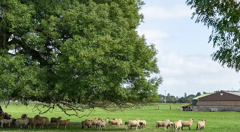 Cosy Farm Cottage on the Ring of Kerry