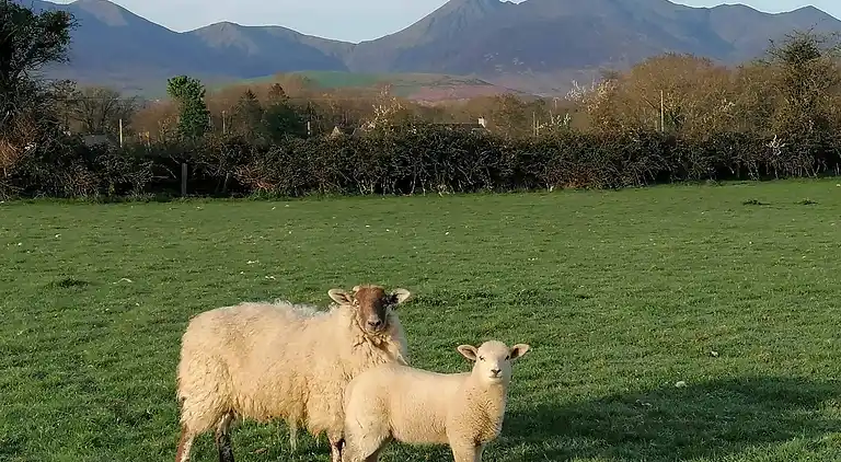 Cosy Farm Cottage on the Ring of Kerry