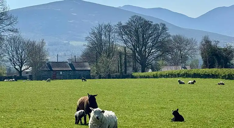 Cosy Farm Cottage on the Ring of Kerry