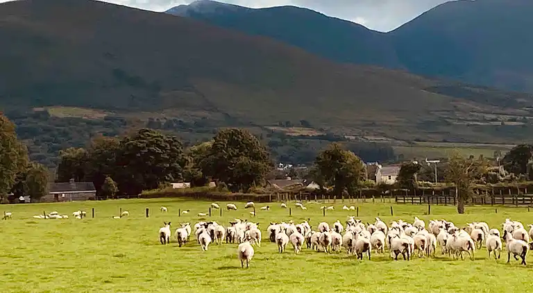 Cosy Farm Cottage on the Ring of Kerry