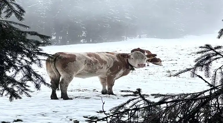 Hytte i Mühlbach am Hochkönig