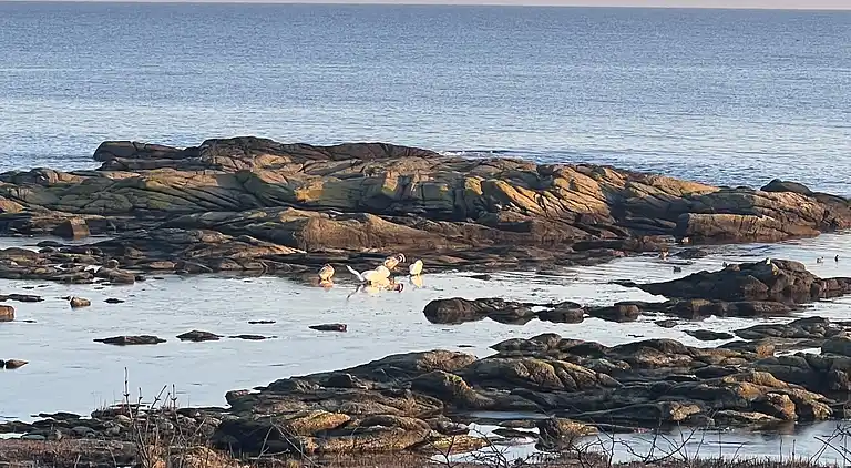 Fiskerhus med skøn  havudsigt ved Listed havn.