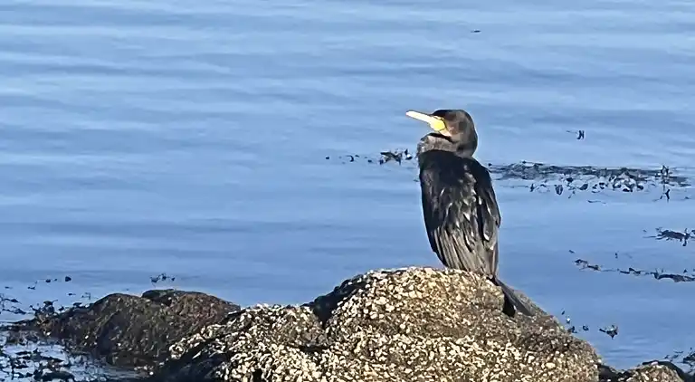 Fiskerhus med skøn  havudsigt ved Listed havn.