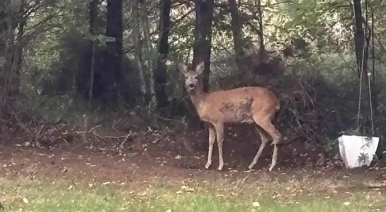 Sommerhus Fauna Hou, Hals, 300 meter fra havet