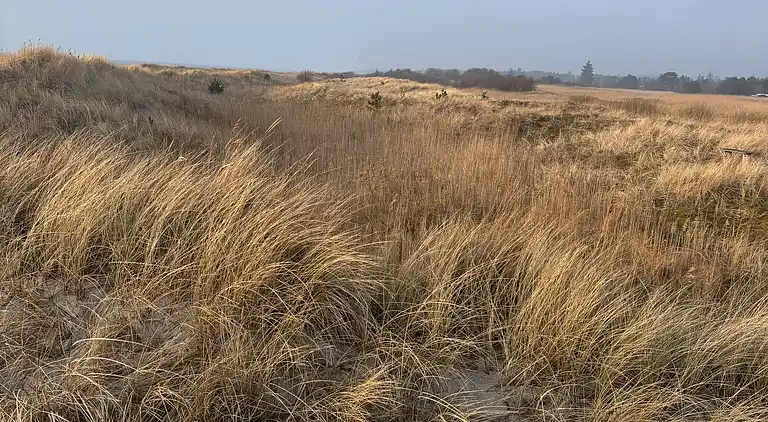 Sommerhus Fauna Hou, Hals, 300 meter fra havet