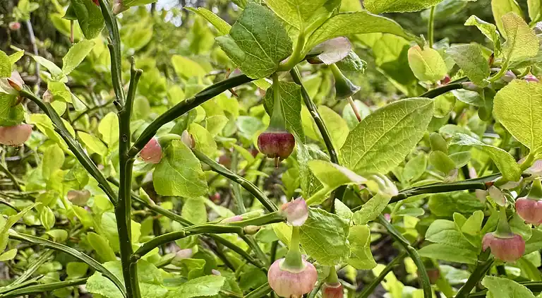 Panoramic view at the shore of Lake Vänern