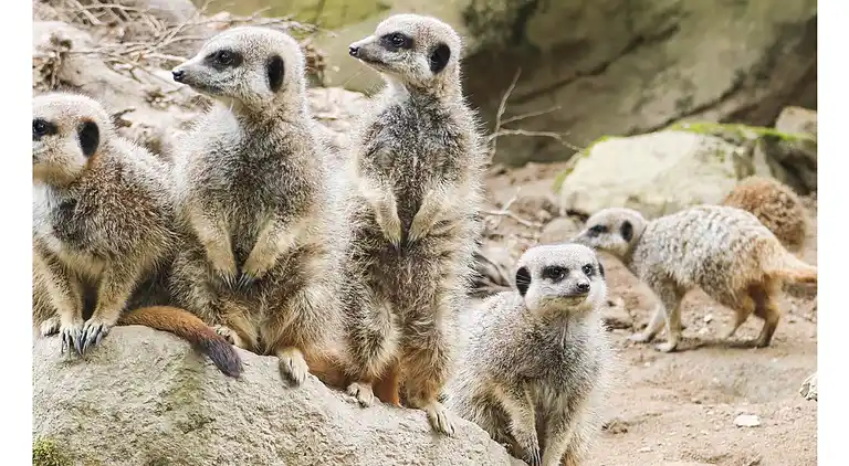 Gemütliches Mobilheim mit 3 Schlafzimmern in Longniddry,