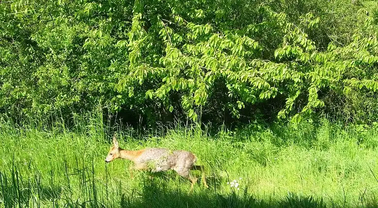 Holiday home in Knebel
