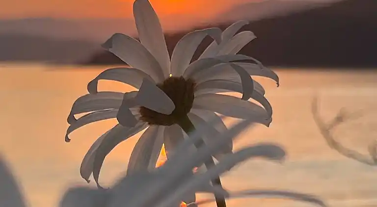 Hummingbird Ocean Front Villa