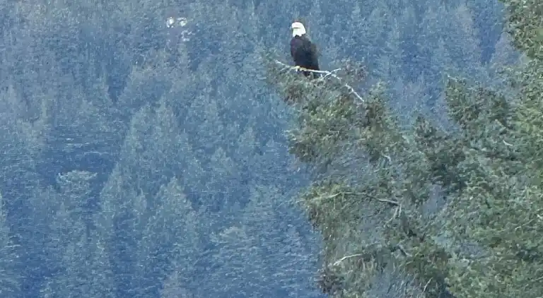 Hummingbird Ocean Front Villa