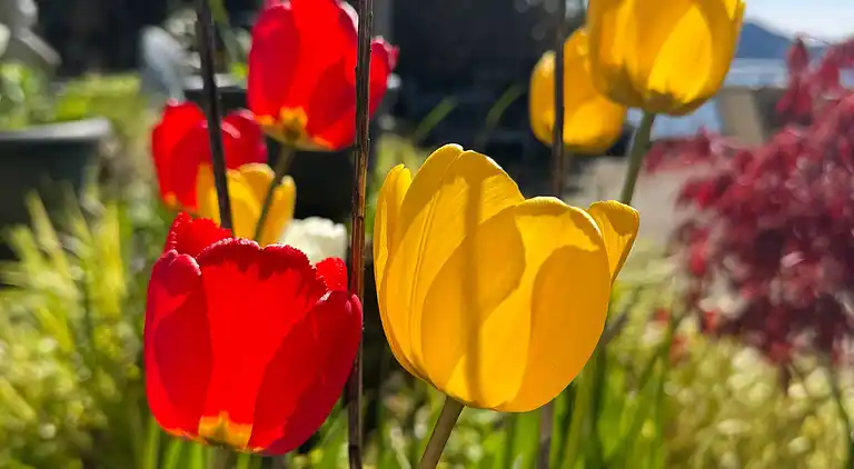 Hummingbird Ocean Front Villa