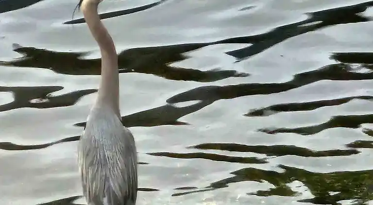 Hummingbird Ocean Front Villa