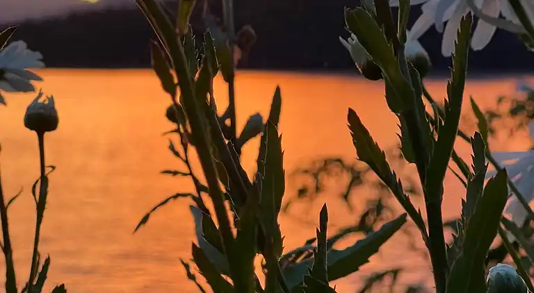 Hummingbird Ocean Front Villa