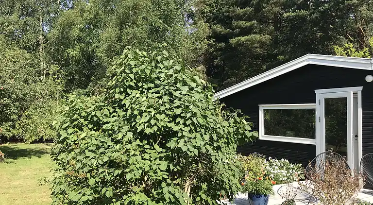 Hyggeligt sommerhus med skøn terrasse