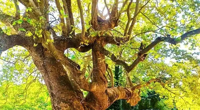 Marousi Serene Suite