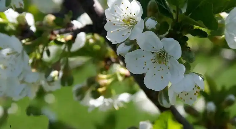 Marousi Serene Suite