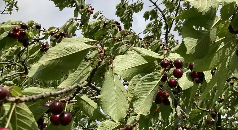 Renoviertes Landhaus 50 m vom Wasser